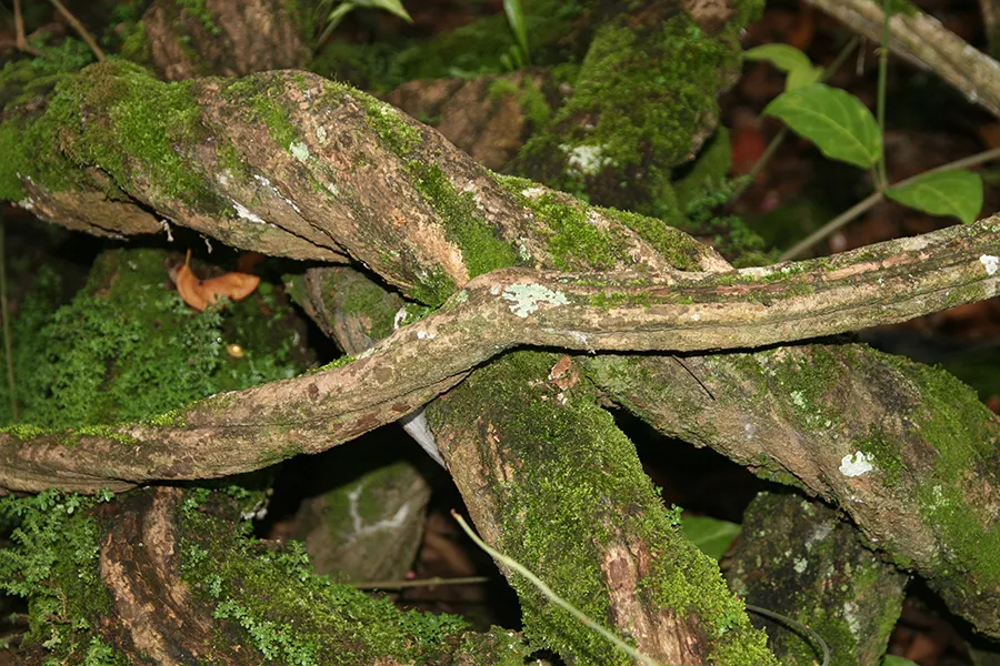 Ayahuasca