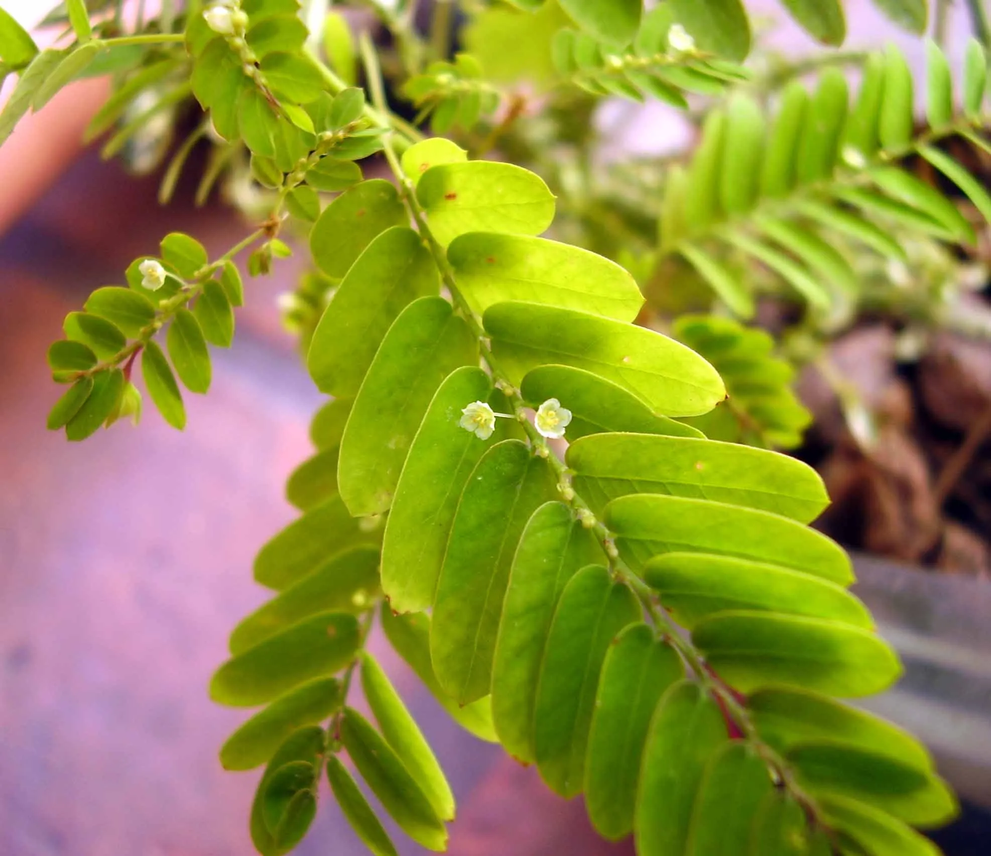 Chanca Piedra