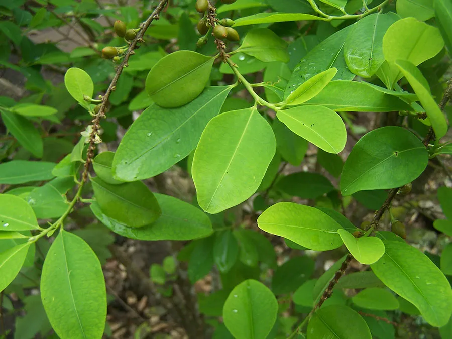 Coca