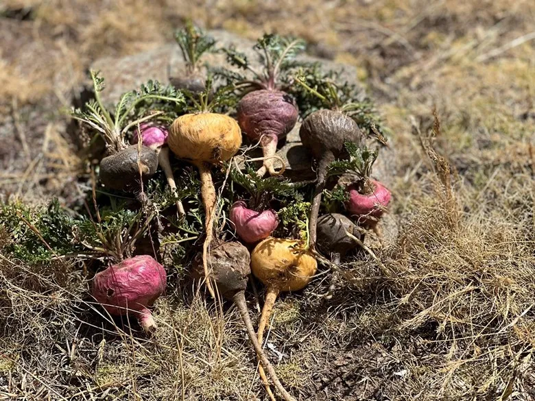 Maca