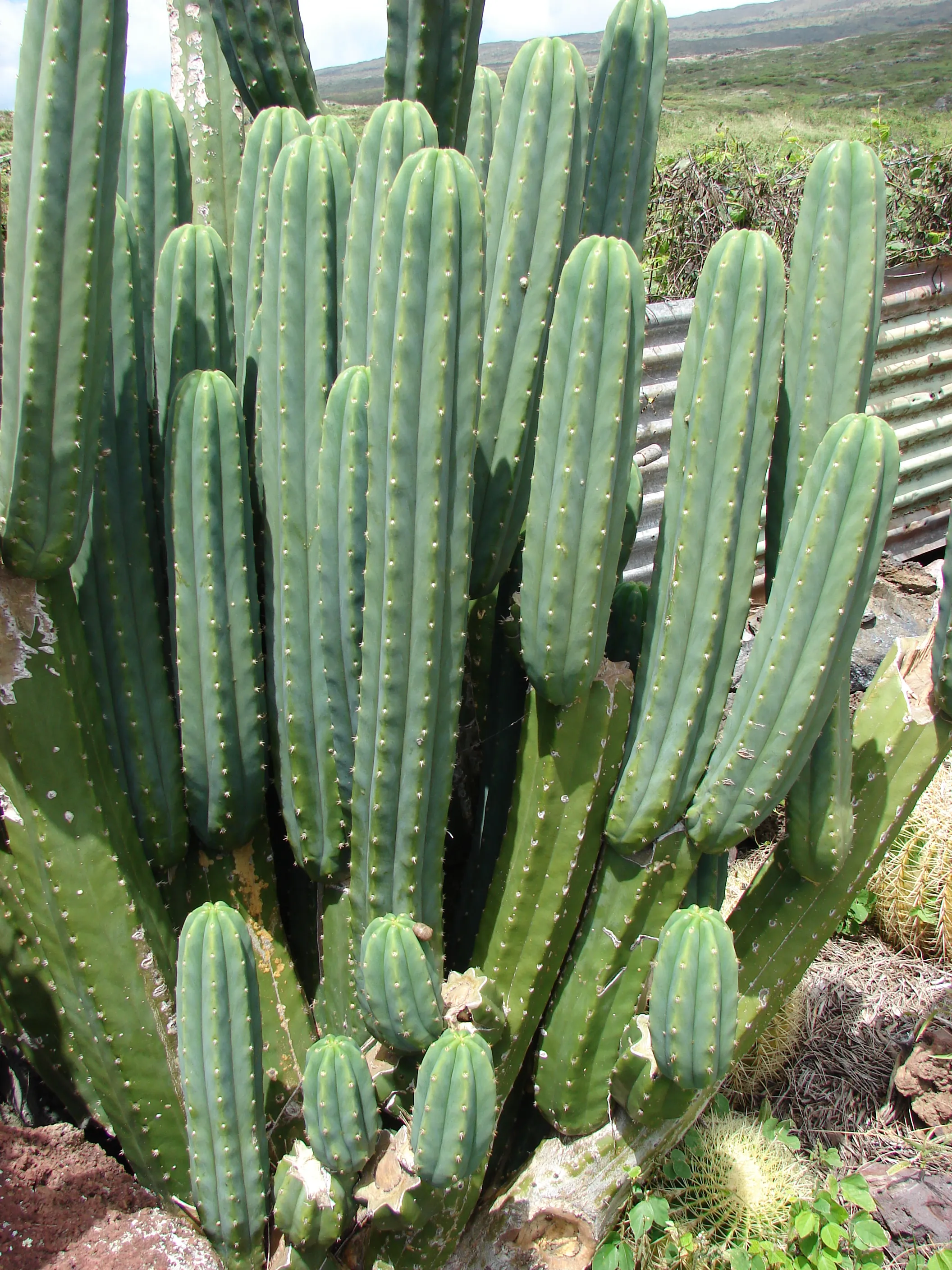 San Pedro (Huachuma)